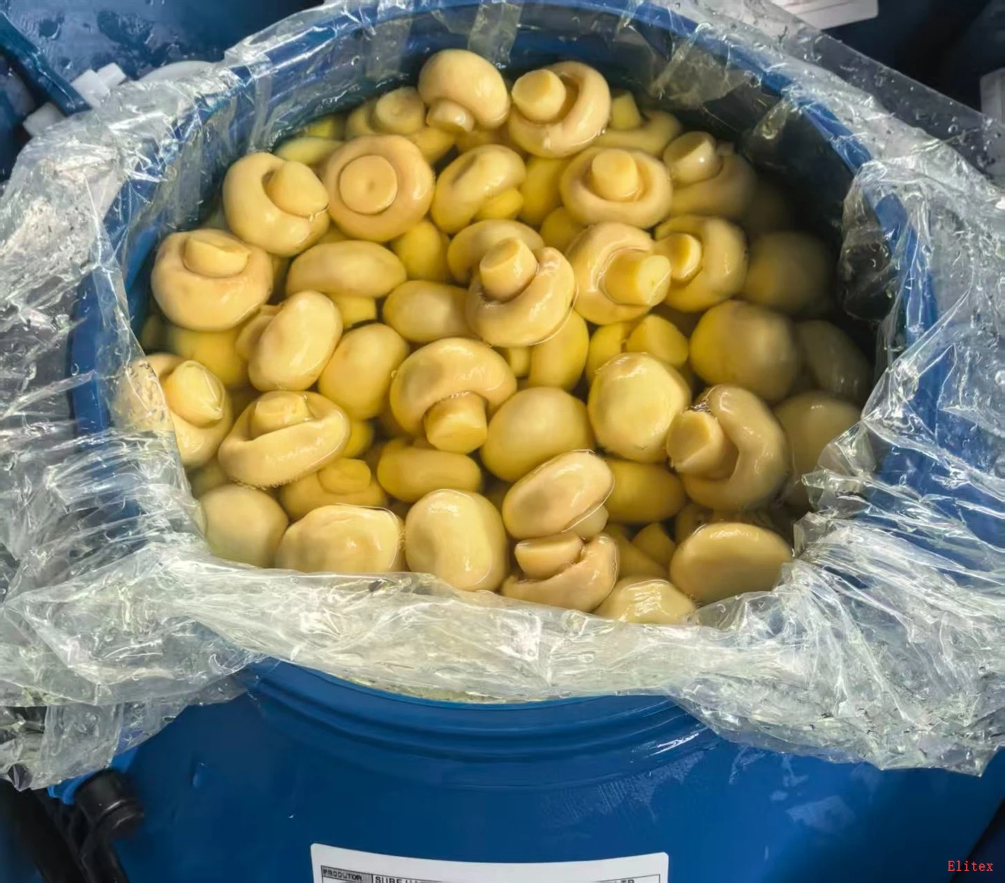 Top Slice Mushroom in Brine in China suppliers